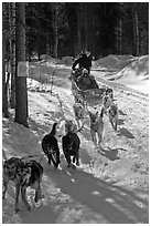 Sled dog team running through curve. Chena Hot Springs, Alaska, USA (black and white)