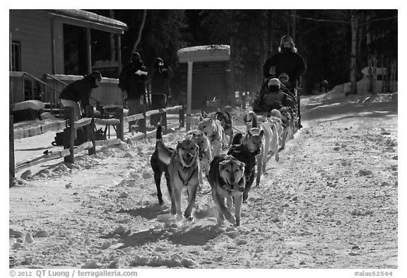 Huskies pulling sled as spectators watch. Chena Hot Springs, Alaska, USA (black and white)