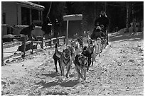 Huskies pulling sled as spectators watch. Chena Hot Springs, Alaska, USA (black and white)