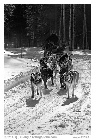 Dog mushing team on forest trail. Chena Hot Springs, Alaska, USA (black and white)