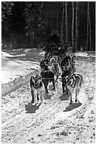 Dog mushing team on forest trail. Chena Hot Springs, Alaska, USA (black and white)