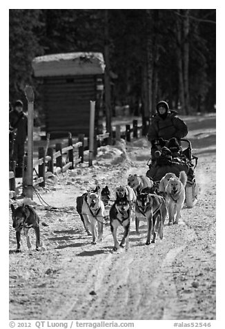 Recreational dog sledding. Chena Hot Springs, Alaska, USA