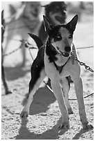 Husky dogs. Chena Hot Springs, Alaska, USA (black and white)