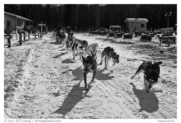Sleg dog team pulling hard. Chena Hot Springs, Alaska, USA (black and white)