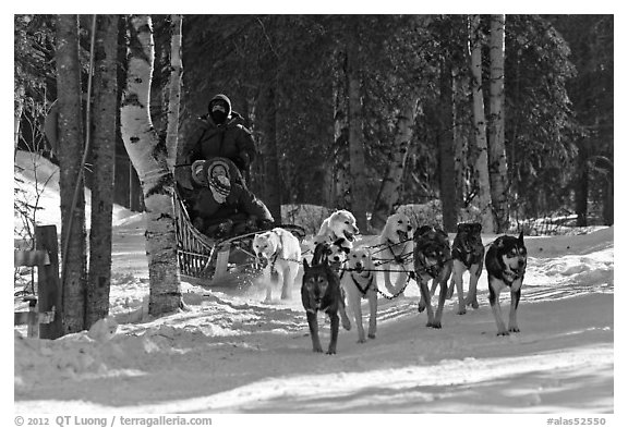 Musher and passengers pulled by dog team. Chena Hot Springs, Alaska, USA (black and white)