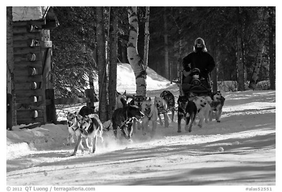 Dog mushing. Chena Hot Springs, Alaska, USA