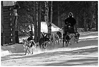 Dog mushing. Chena Hot Springs, Alaska, USA ( black and white)