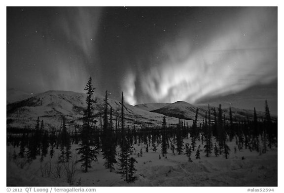 Aurora Borealis illuminating winter sky and forest. Alaska, USA (black and white)