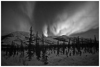 Aurora Borealis illuminating winter sky and forest. Alaska, USA ( black and white)