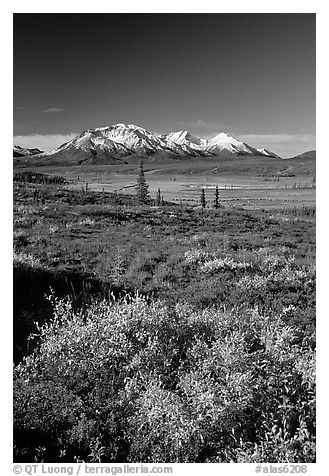 Tundra in fall colors and snow covered peaks. Denali Highway, Central Alaska, USA