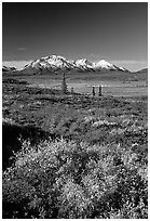 Tundra in fall colors and snow covered peaks. Alaska, USA ( black and white)