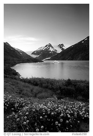 Wildflowers and Portage Lake at dusk. Alaska, USA