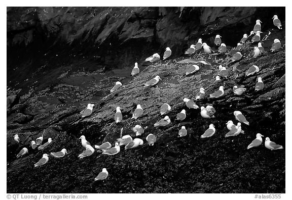 Seabirds on rock. Prince William Sound, Alaska, USA (black and white)