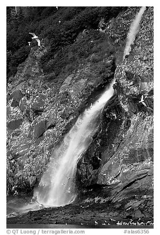 Waterfall and Seabirds. Prince William Sound, Alaska, USA (black and white)