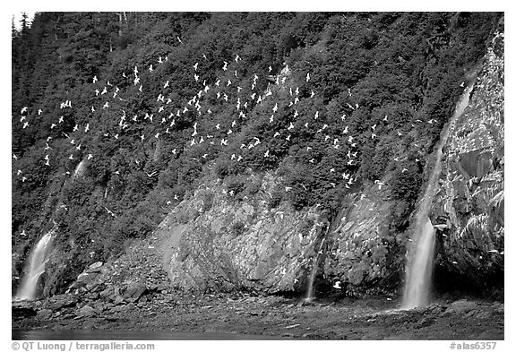 Waterfalls and Seabirds. Prince William Sound, Alaska, USA (black and white)