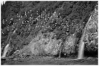 Waterfalls and Seabirds. Prince William Sound, Alaska, USA (black and white)