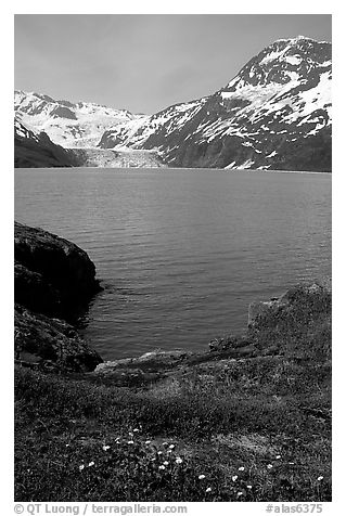 Lupine, mountains, and glaciers across Harriman Fjord. Prince William Sound, Alaska, USA (black and white)