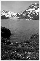 Lupine, mountains, and glaciers across Harriman Fjord. Prince William Sound, Alaska, USA ( black and white)