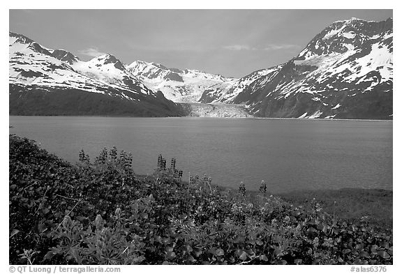 Lupine, mountains, and glaciers across Harriman Fjord. Prince William Sound, Alaska, USA