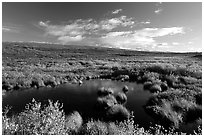 Tundra in autum colors and pond. Alaska, USA ( black and white)