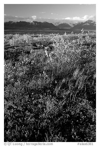 Tundra and mountains and sunset. Alaska, USA (black and white)