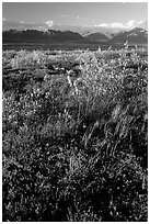 Tundra and mountains and sunset. Alaska, USA ( black and white)