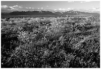 Tundra and mountains at sunset. Alaska, USA ( black and white)