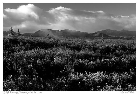 Tundra in fall colors  and mountains at sunset. Alaska, USA (black and white)
