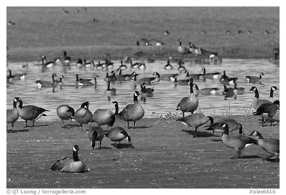 Migrating birds at Creamer's field. Fairbanks, Alaska, USA (black and white)