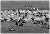 Migrating birds at Creamer's field. Fairbanks, Alaska, USA ( black and white)
