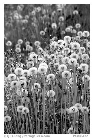 Dandelion seeds. Alaska, USA (black and white)