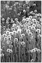 Dandelion seeds. Alaska, USA ( black and white)