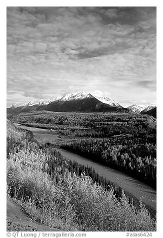 Autumn Aspens and Chugach range, late afternoon. Alaska, USA