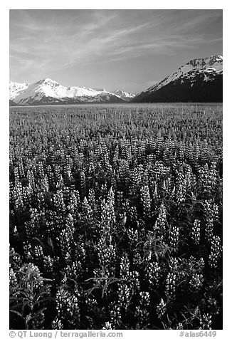 Lupine and mountains near Portage. Alaska, USA