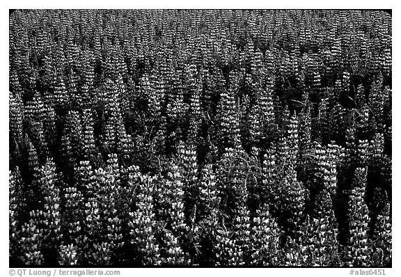 Dense lupine patch. Alaska, USA (black and white)