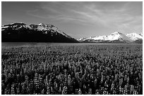 Lupine and snowy mountains near Portage. Alaska, USA (black and white)