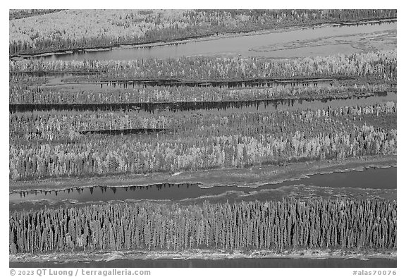 Aerial view of Yukon River arms in autumn. Alaska, USA (black and white)