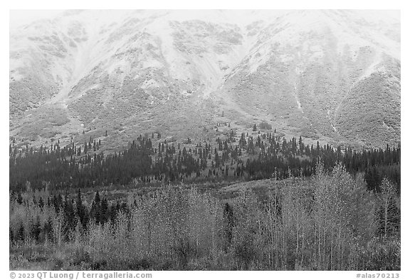 Trees in autumn foliage and snowy slopes, Rainbow Mountain. Alaska, USA (black and white)