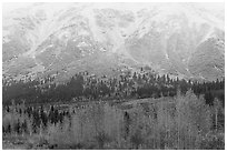 Trees in autumn foliage and snowy slopes, Rainbow Mountain. Alaska, USA ( black and white)