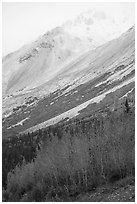 Trees in autumn foliage and Rainbow Mountain in mist. Alaska, USA ( black and white)