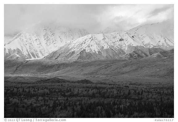 Snowy mountains of Hayes Range rising from autumn forest. Alaska, USA