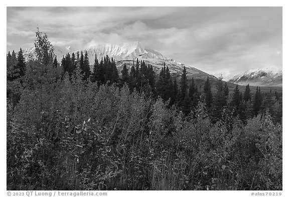 Autumn shrubs and Bivouac Peak, Eastern Alaska Range. Alaska, USA