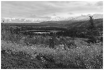 Shrubs in autum and Eastern Alaska Range. Alaska, USA ( black and white)