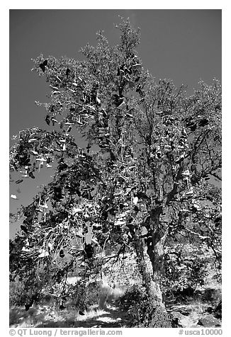 Shoe tree. California, USA (black and white)