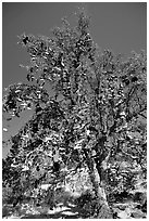 Shoe tree. California, USA ( black and white)