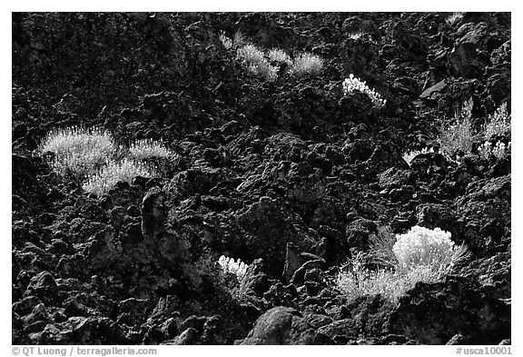 Sage and black lava, Lava Beds National Monument. California, USA