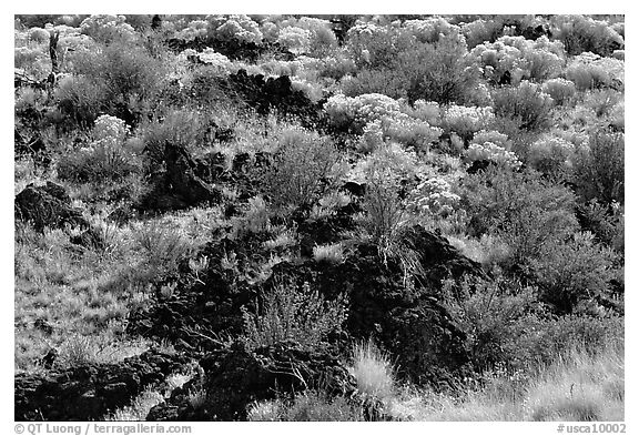 Yellow sage flowers and lava. California, USA (black and white)