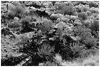 Yellow sage flowers and lava, Lava Beds National Monument. California, USA (black and white)