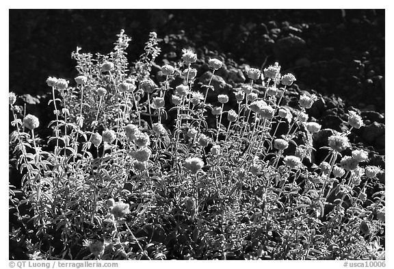 Flowers,  Lava Beds National Monument. California, USA