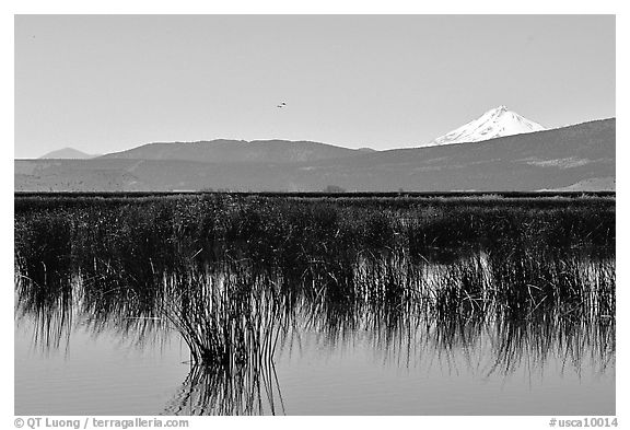 Mt Shasta seen from a marsh in the North. California, USA (black and white)